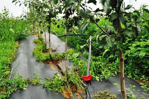 蘋果園水肥一體化技術(shù)有哪些要點？